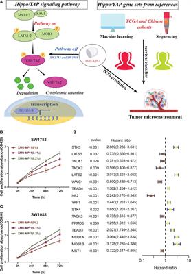 Comprehensive analysis and molecular map of Hippo signaling pathway in lower grade glioma: the perspective toward immune microenvironment and prognosis